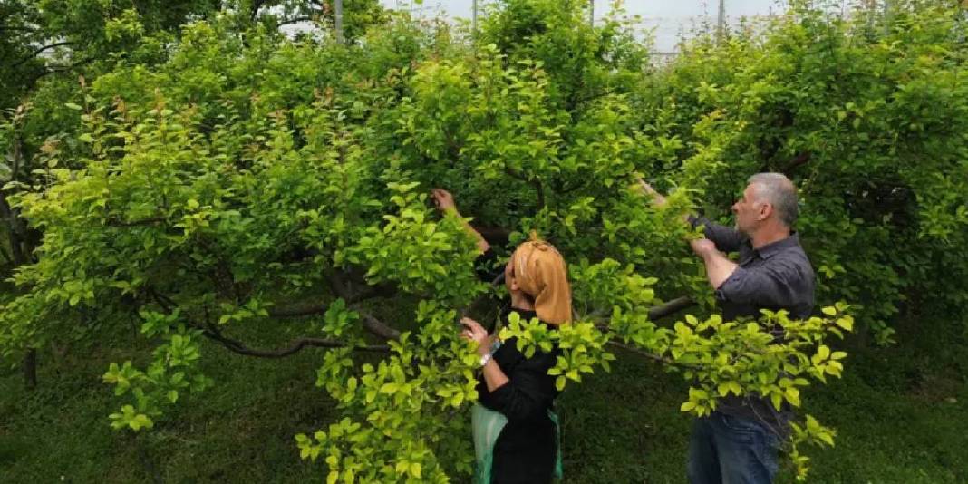 Hatay’daki üretimin ürünleri sınırları aşıyor: Kilosu 500 TL’den tüm dünya yiyor 1